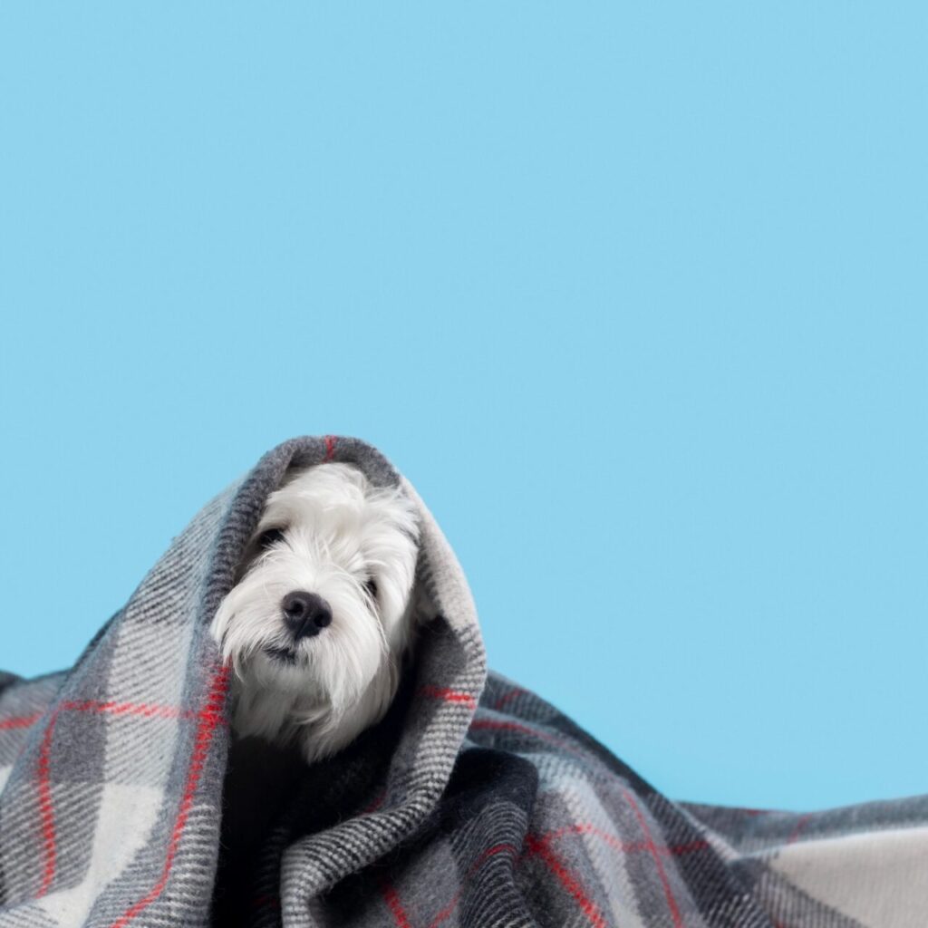 cachorro_frio_freepik