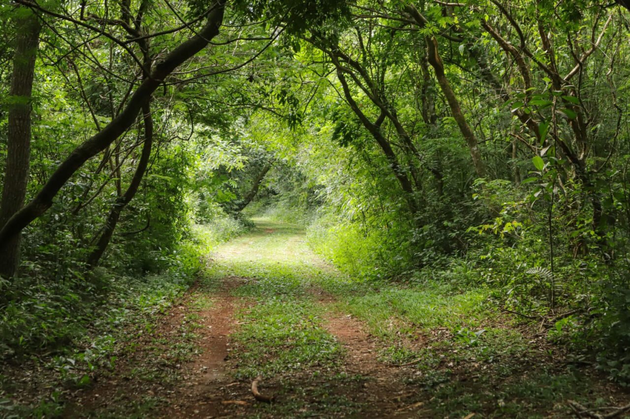caminhos do peabiru