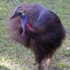 casuar zoo de curitiba