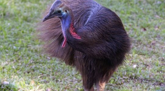 casuar zoo de curitiba