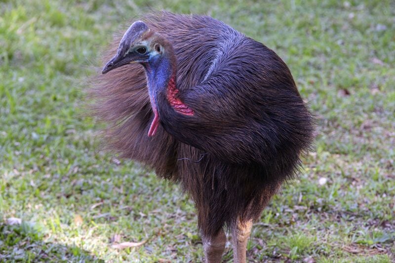 casuar zoo de curitiba
