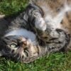 cat-2146363_1280