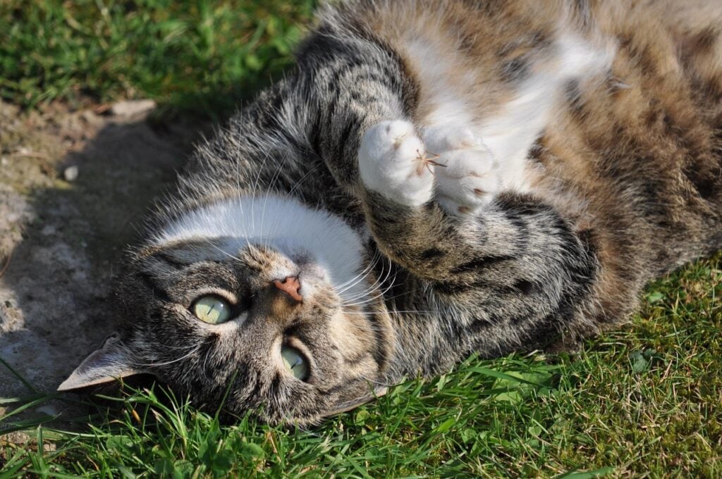 cat-2146363_1280