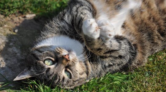 cat-2146363_1280