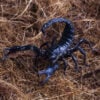 escorpiao-macho-vai-em-ataques-de-escorpiao-de-palha