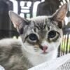 gatos-atendimento-gratuito-esporotricose