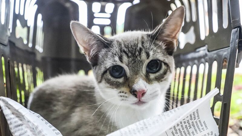 gatos-atendimento-gratuito-esporotricose