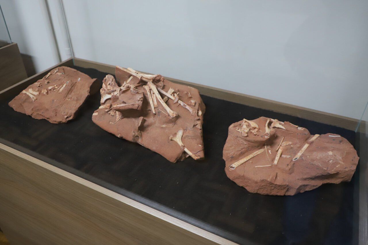 museu_de_paleontologia-cruzeiro_do_oeste-26-06-24_33