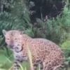 onca pintada