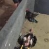 rinha de galo