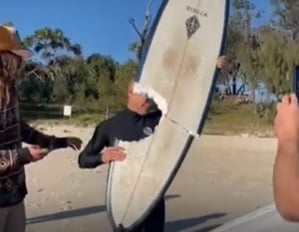 surfista prancha tubarao