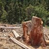 Scenery of stumps in the middle of a beautiful green forest