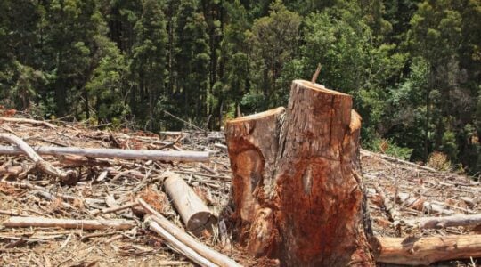 Scenery of stumps in the middle of a beautiful green forest