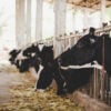 heads of black and white holstein cows feeding on grass in stabl