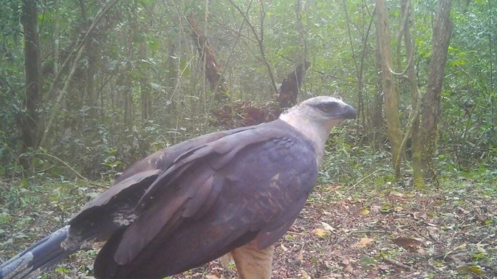 video-inedito-mostra-ave-de-rapina-rara-no-parque-nacional-do-iguacu_b7164831295_widexl