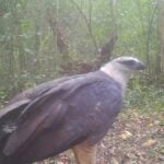 video-inedito-mostra-ave-de-rapina-rara-no-parque-nacional-do-iguacu_b7164831295_widexl