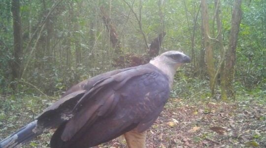 video-inedito-mostra-ave-de-rapina-rara-no-parque-nacional-do-iguacu_b7164831295_widexl