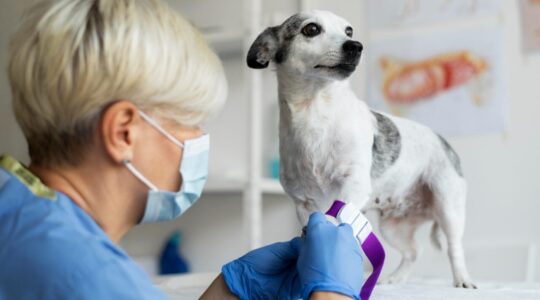 09veterinaria