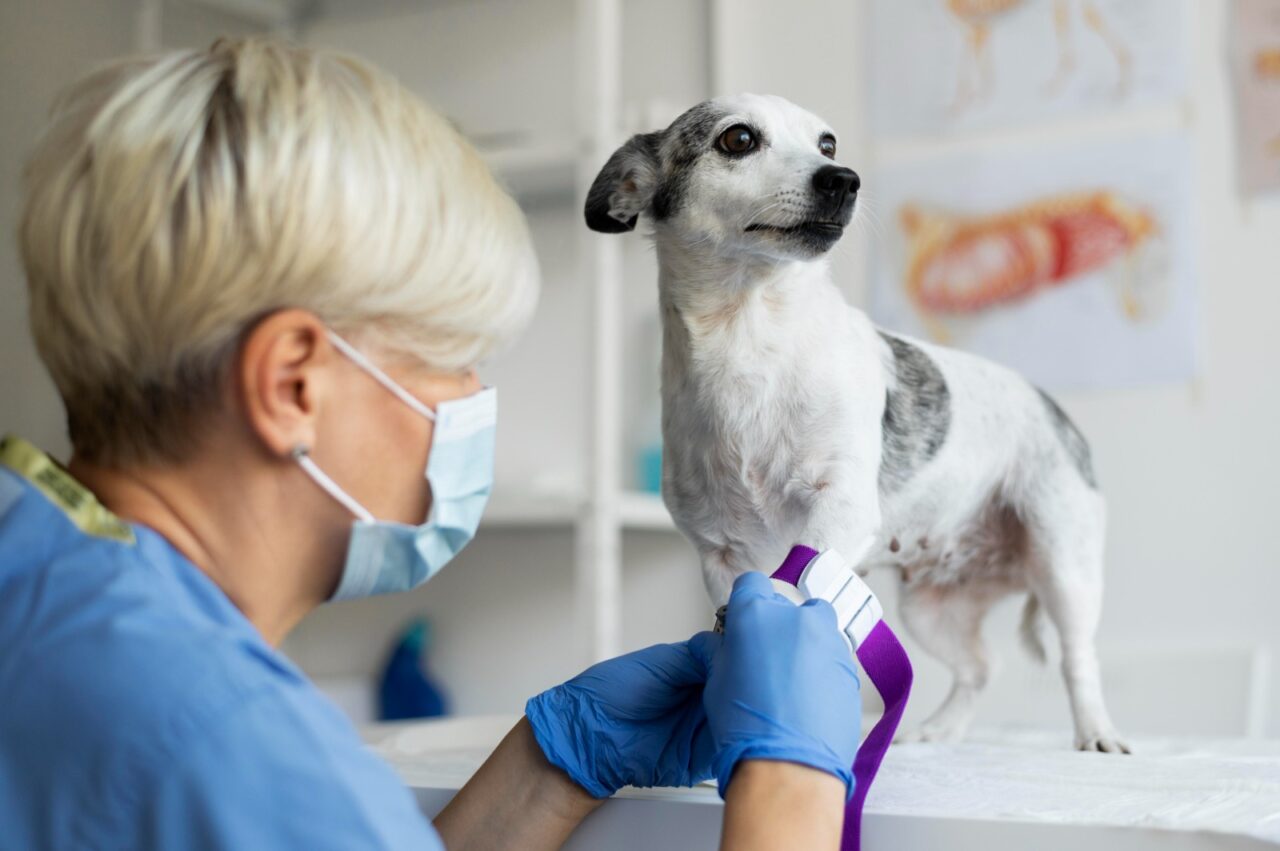 09veterinaria