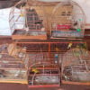 animais