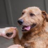 animais perdidos curitiba