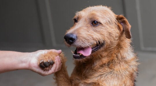 animais perdidos curitiba