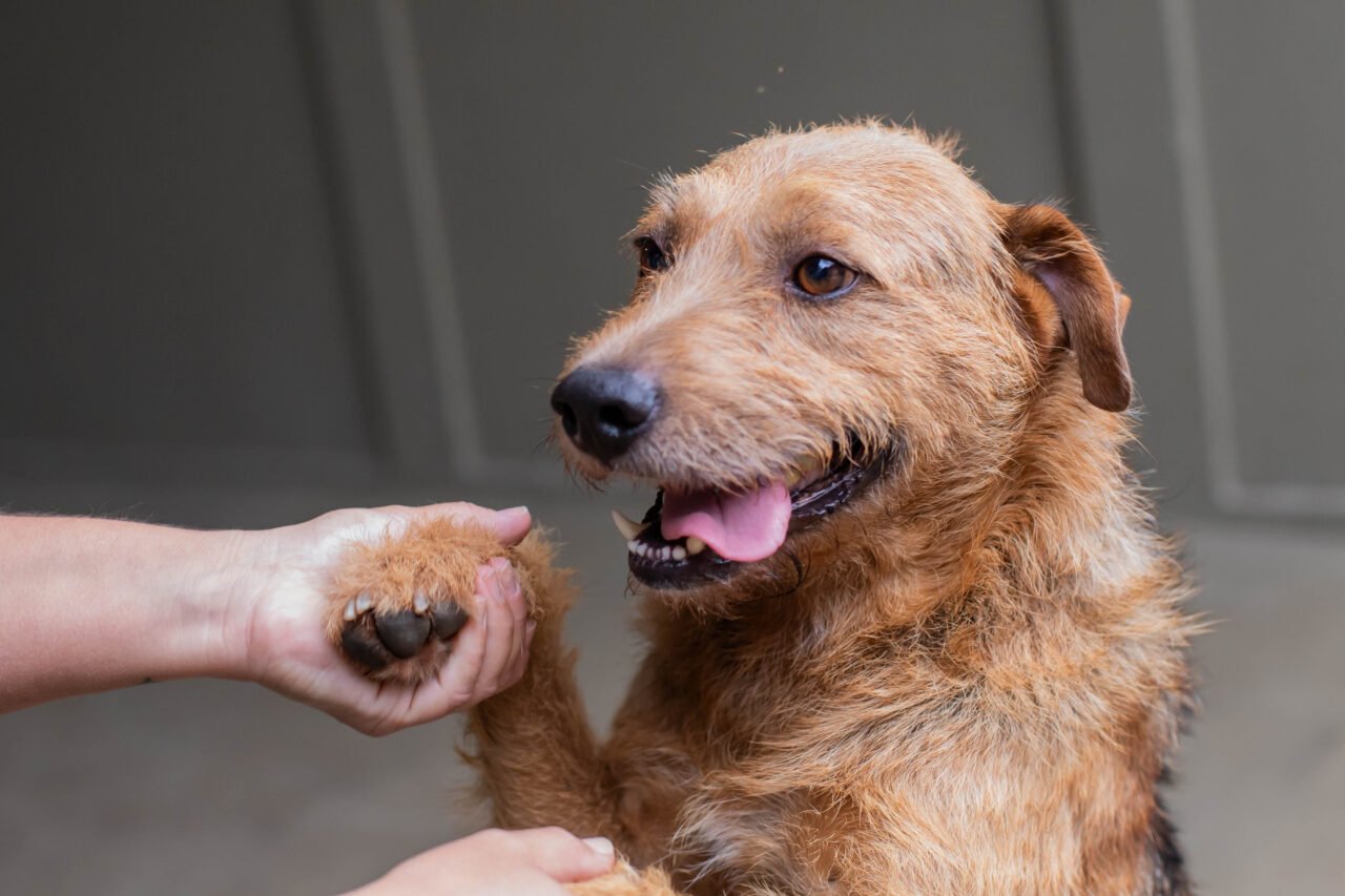 animais perdidos curitiba