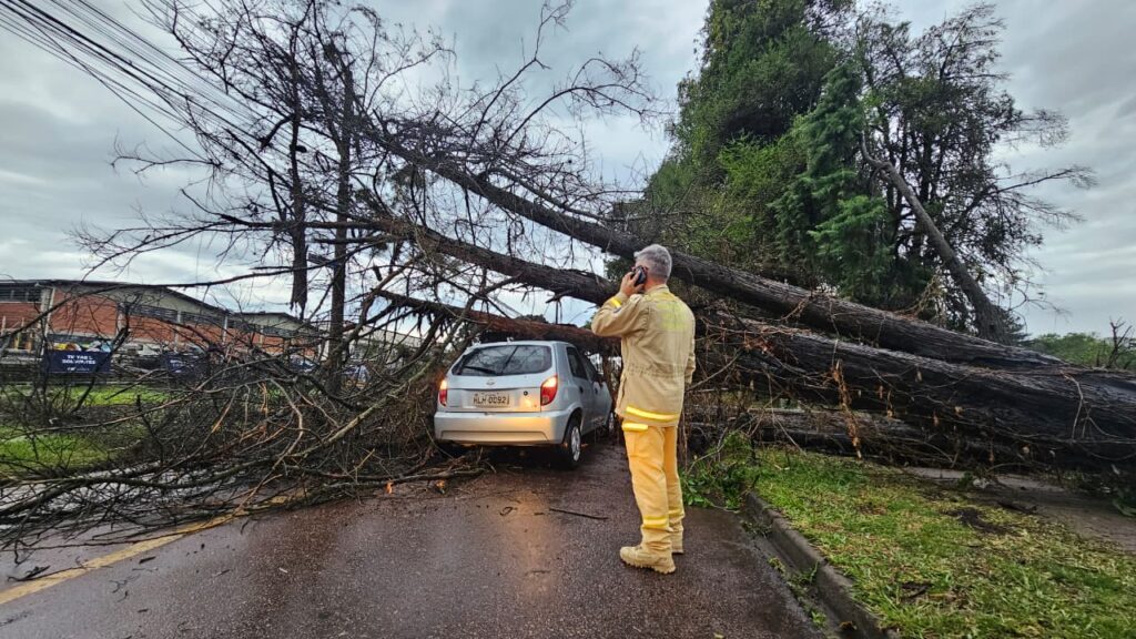 arvores carro no cic