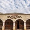 blogpost_346627_img1_araucaria