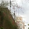 chuva