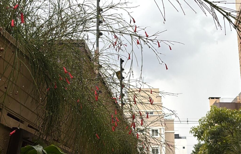 chuva