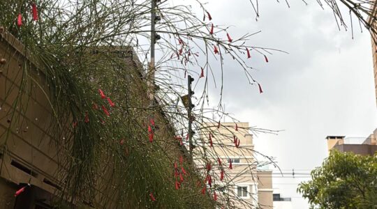 chuva
