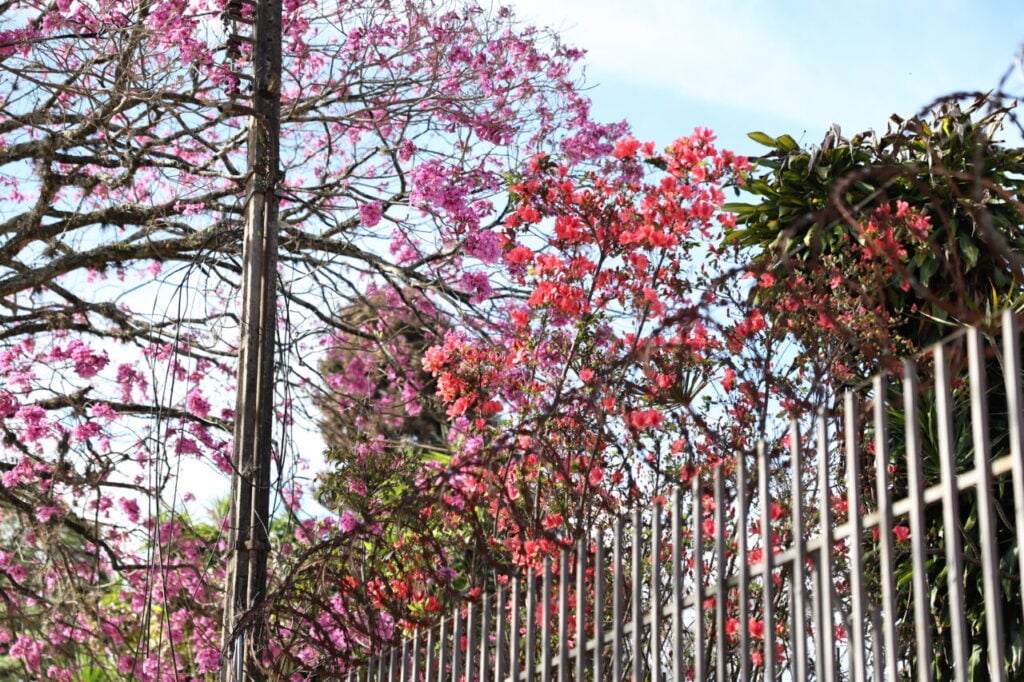 FLORES