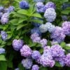 flores hortensias