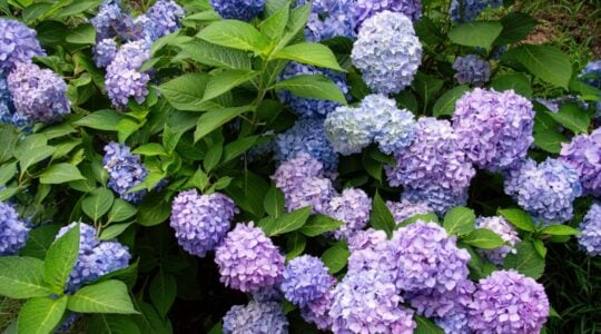 flores hortensias