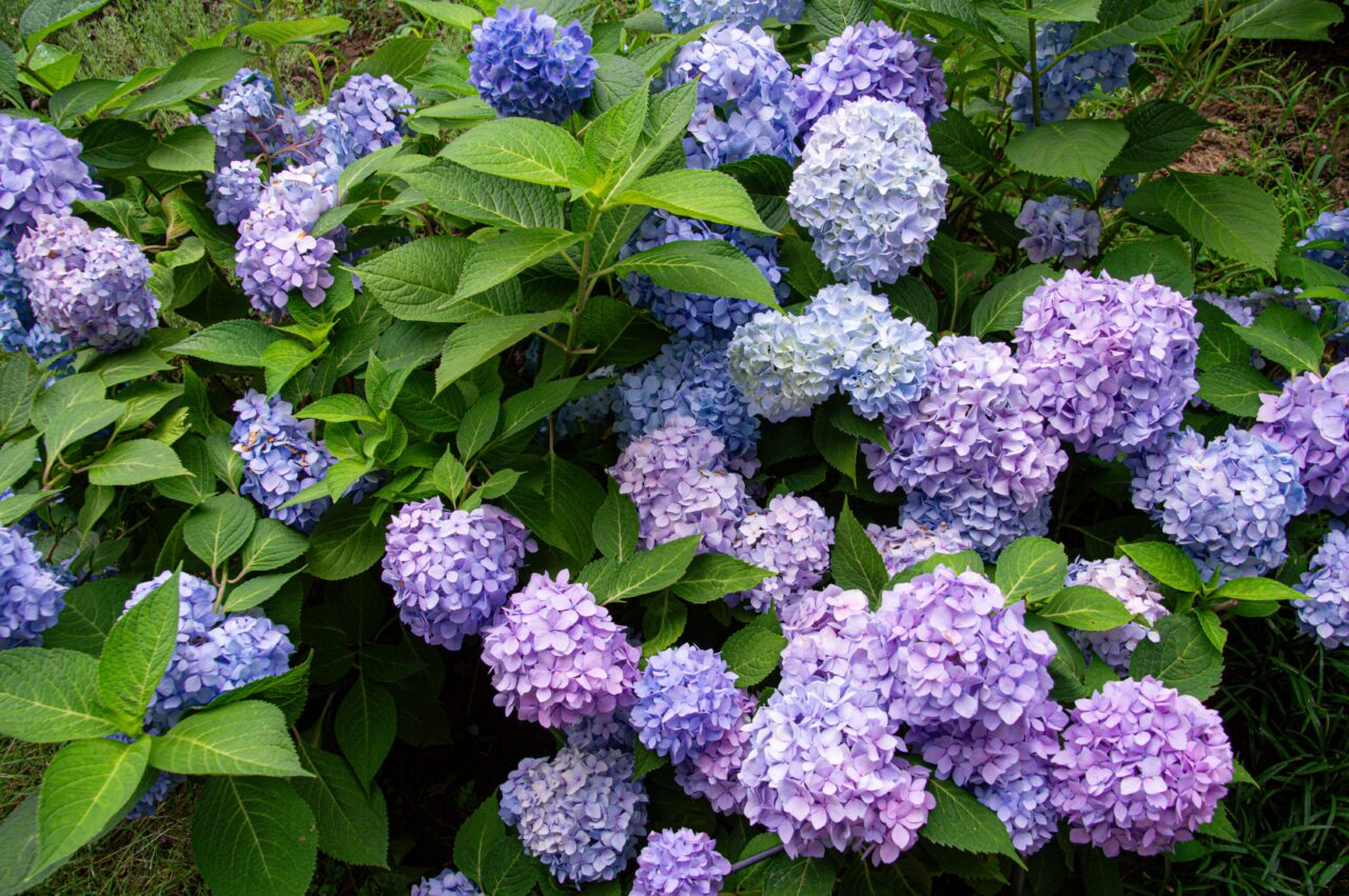 flores hortensias