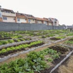 horta-urbana