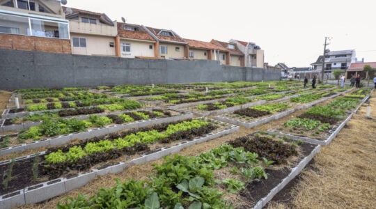 horta-urbana