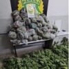 maconha23