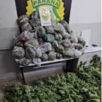 maconha23
