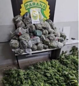 maconha23