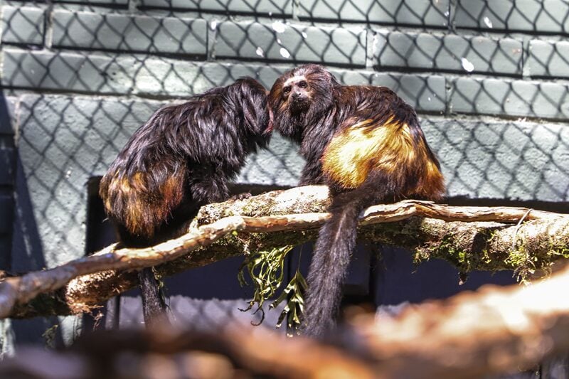 micos no zoo de curitiba