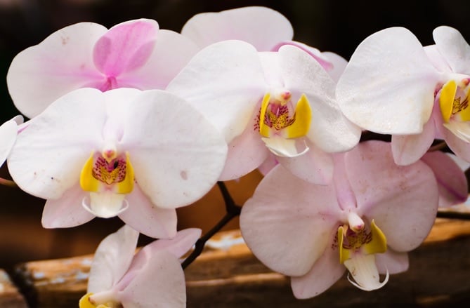 orquideas faep