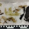plastico-ameaca-fauna