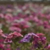 primavera