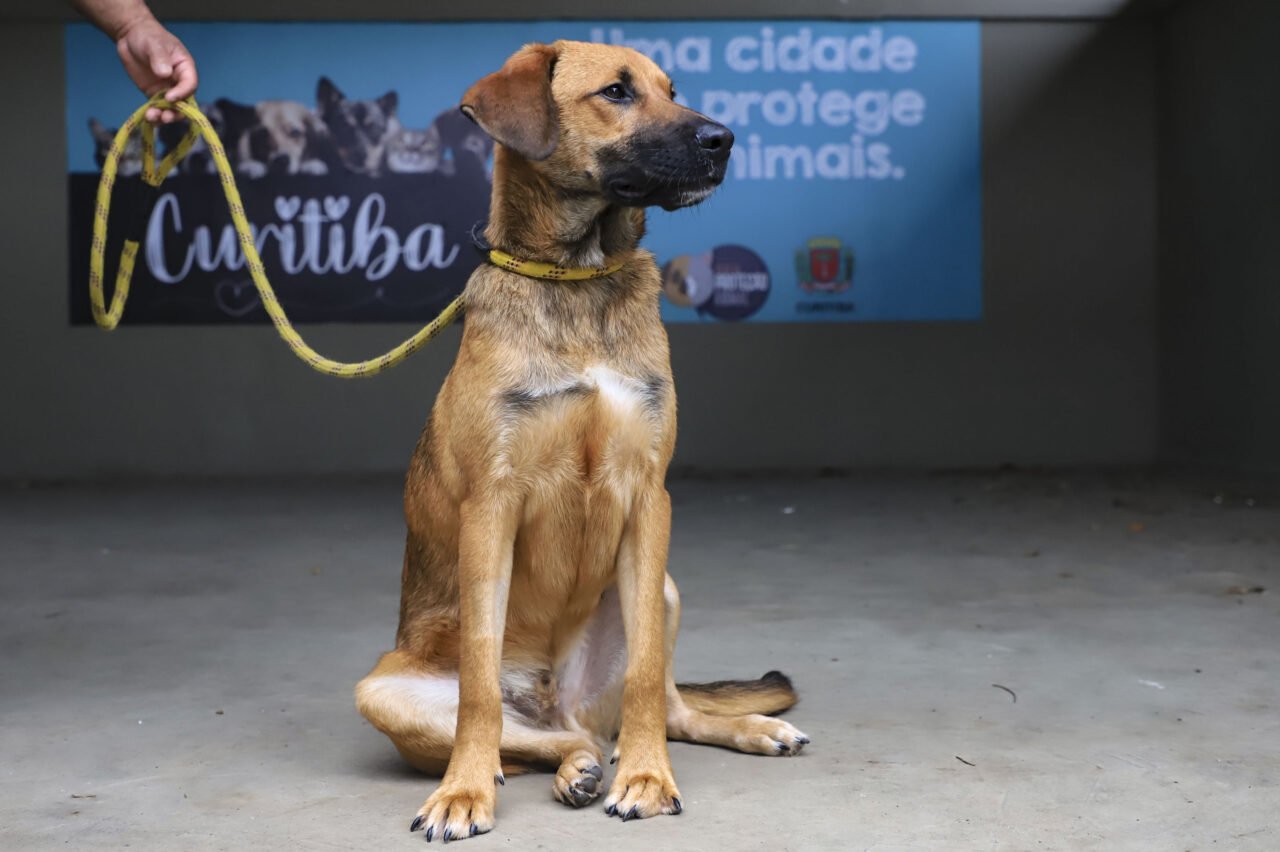 setembro caramelo curitiba