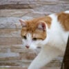 vetoquinol-gato-foto-diogo-paulos-unsplash