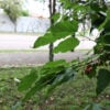 AMOREIRA AMORA