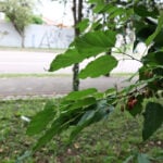 AMOREIRA AMORA