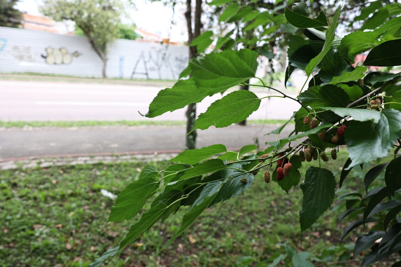 AMOREIRA AMORA